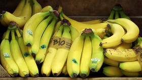 الموز فاكهة عالية القدرات في تأمين التوازن الصحي للجسد