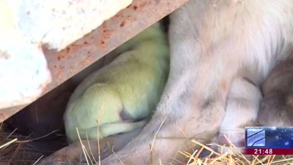 شاهد.. ولادة جرو أخضر نادر في حورجيا