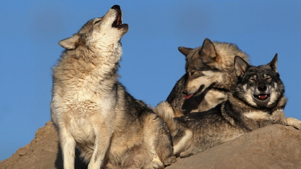 "الطب الشعبي" يدفع البعض في الأردن والسعودية لأكل حيوانات برية مهددة بالانقراض