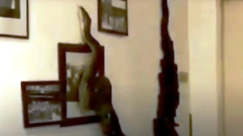 ثعبان ضخم "يقتحم" منزل مواطن تايلاندي ويعبث بمحتوياته (فيديو)