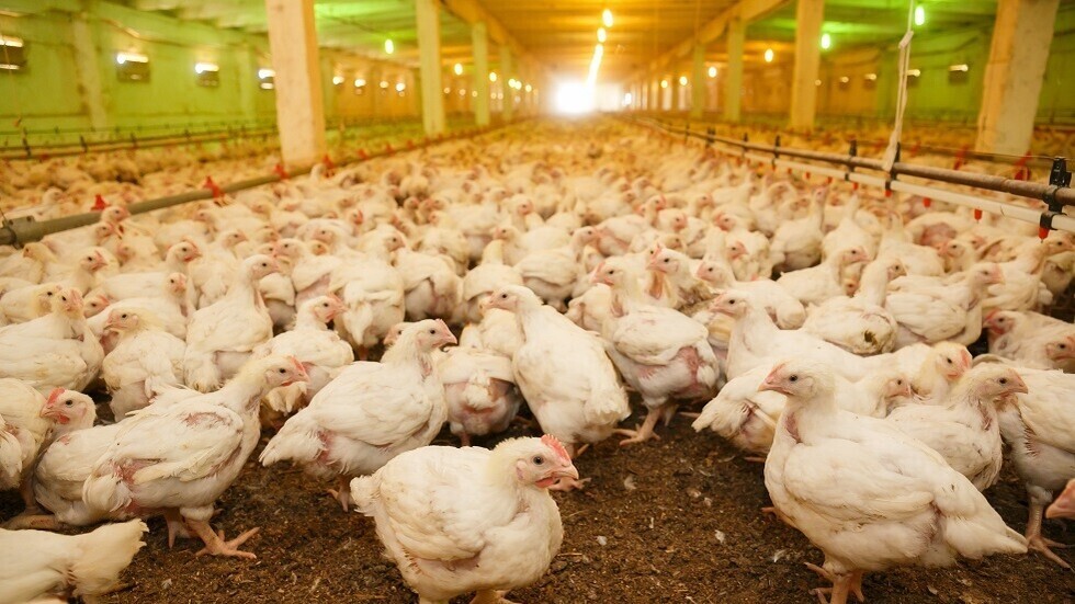 الأردن يوقف استيراد الطيور من إيرلندا وأوكرانيا وبولندا