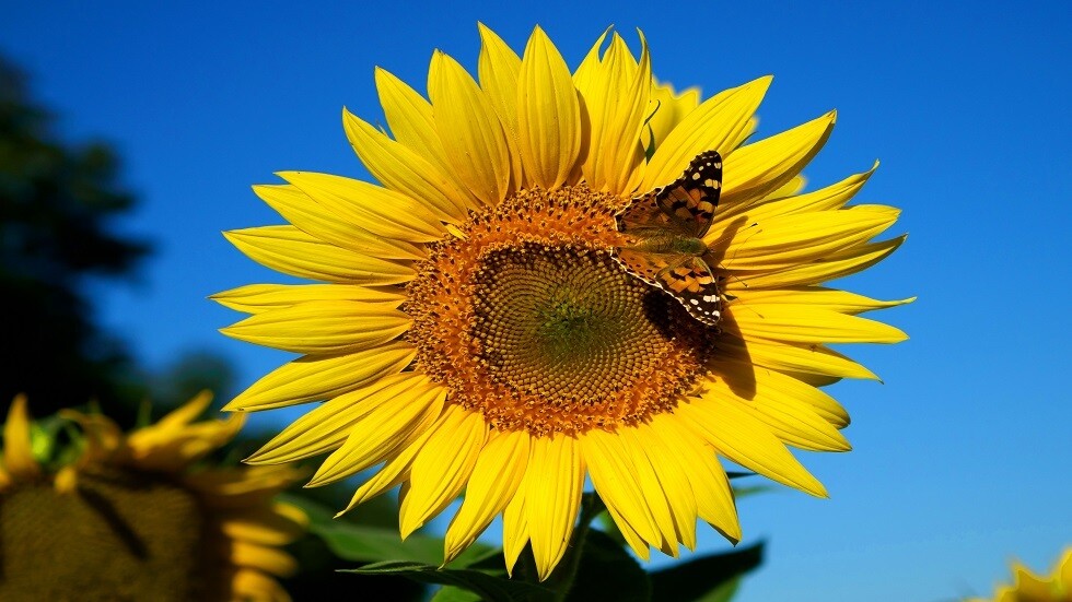 تقلص عدد  الفراشات في أوروبا بنسبة 40%