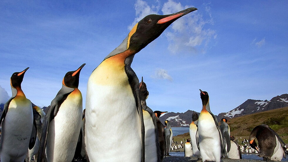 بالفيديو.. بطاريق تتبادل المعلومات في جزر فوكلاند!