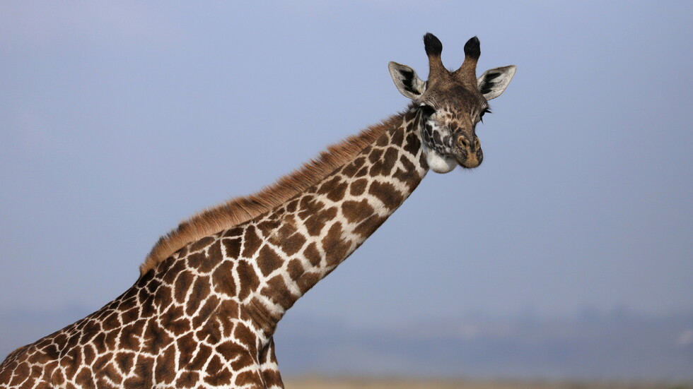 مصر.. الكشف عن سبب وفاة الزرافة "زيزو"