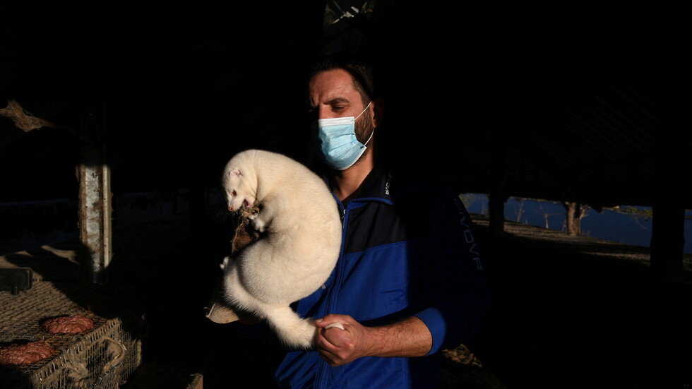 الدنمارك.. مزارعون يجنون المليارات بعد إعدام قطعان من حيوان المنك