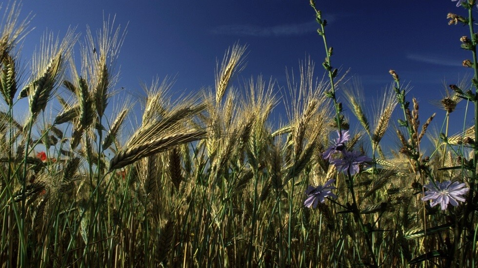 علماء روس يقترحون استخدام نوع من القمح لعلاج الخرف
