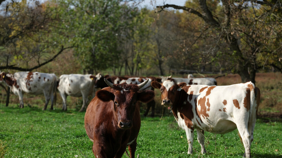 سوريا تكشف عن كارثة في ثروتها الحيوانية