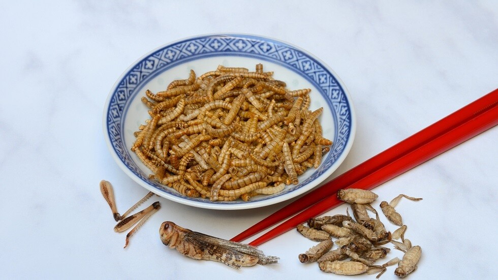 هل يجبرنا بايدن على أكل الديدان؟