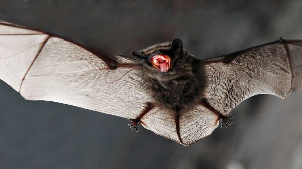 دراسة: خفافيش تعيش في كمبوديا تحمل مسببات الأمراض 