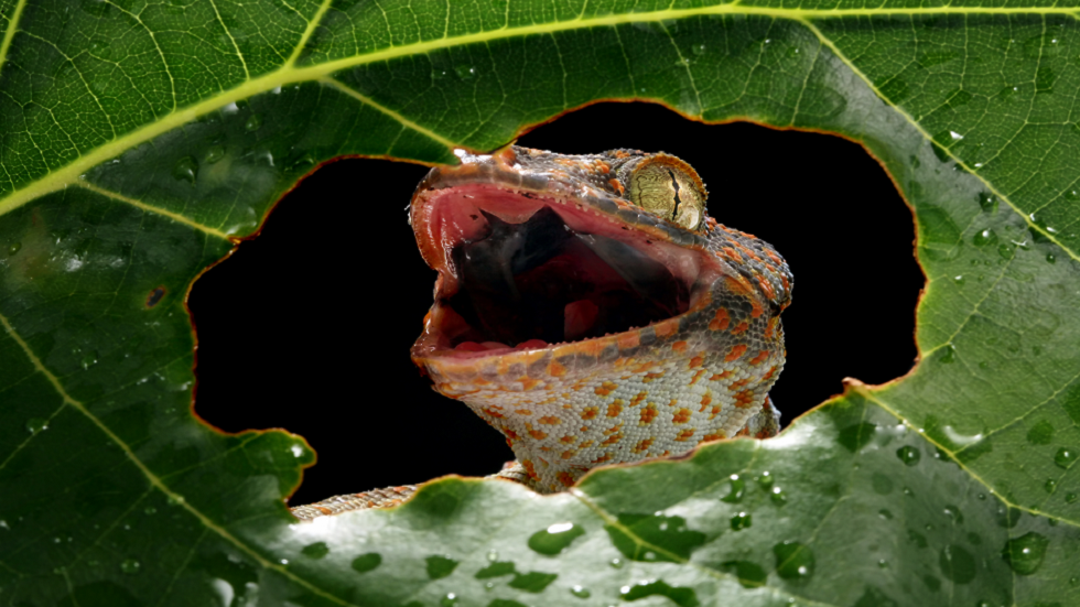 الكشف عن أصغر زواحف في العالم قد تلائم أطراف الأصابع!