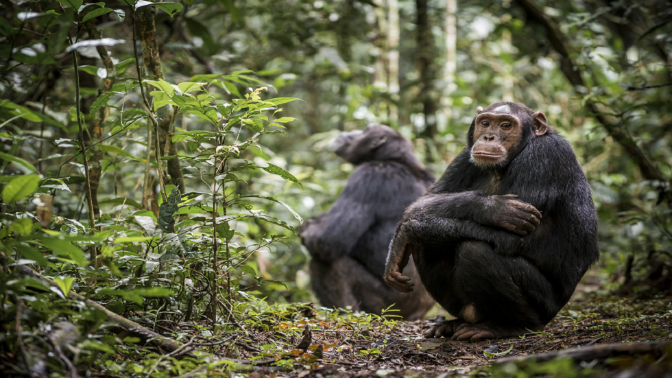 علماء يتوصلون إلى دليل محتمل لفهم مرض غامض يقتل الشمبانزي!