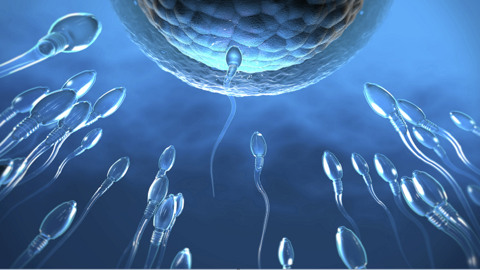 اكتشاف هام يوضّح "تنافس" الحيوانات المنوية في السباق نحو البويضة!