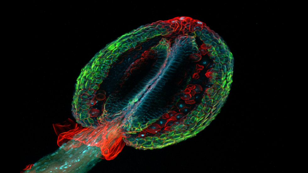 باحثون يكتشفون فيروسا 