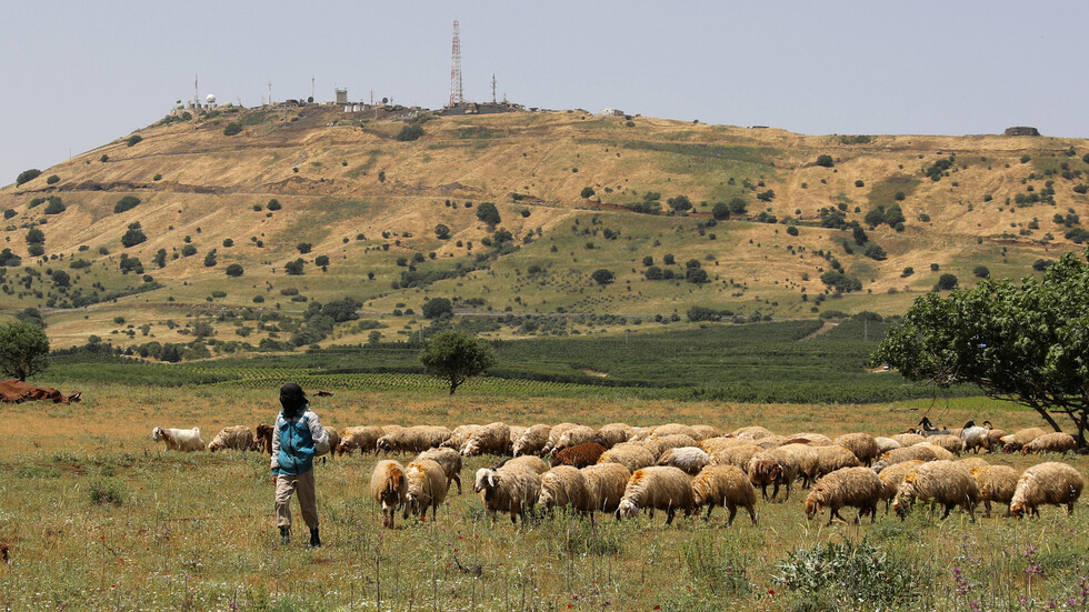 سوريا.. الزراعة السورية تتحدث عن كارثة تهدد الثروة الحيوانية