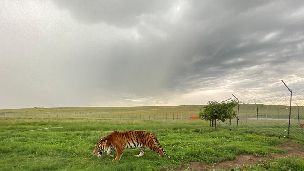 إصابة نمرين بفيروس كورونا