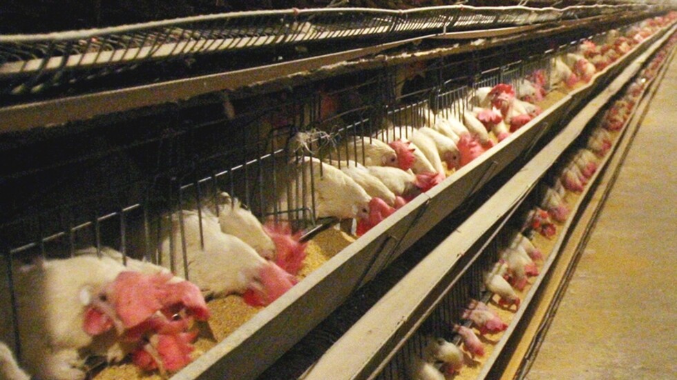 نفوق 50 ألف دجاجة في عين فكرون بالجزائر بسبب إنفلوانزا الطيور