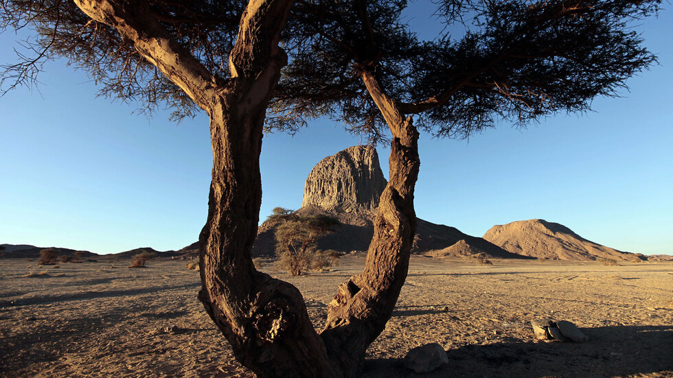 صحراء الجزائر..الإوزة التي تلد الذهب