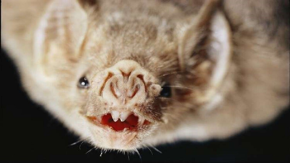 اكتشاف فيروس كورونا جديد مرتبط بـ SARS-CoV-2 في 5 خفافيش