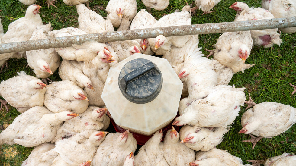 موريتانيا تمنع استيراد الدواجن من الجزائر