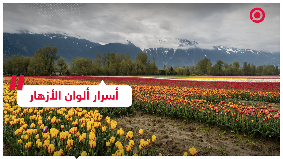 لماذا نختار الورود الحمراء في عيد الحب؟