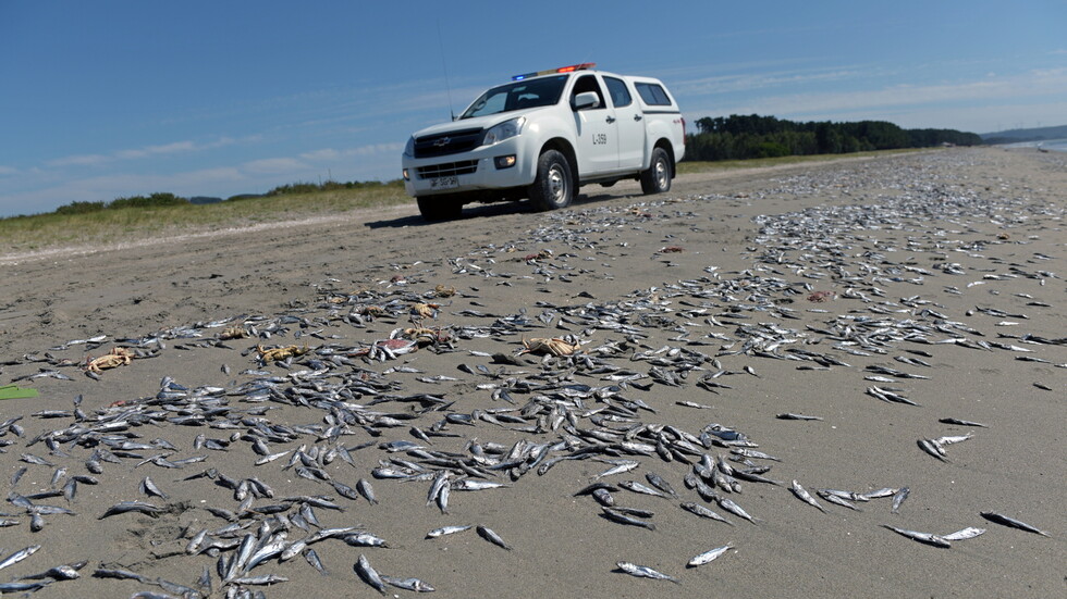 نفوق مئات الأطنان من الأسماك على شواطئ تشيلي (صور)