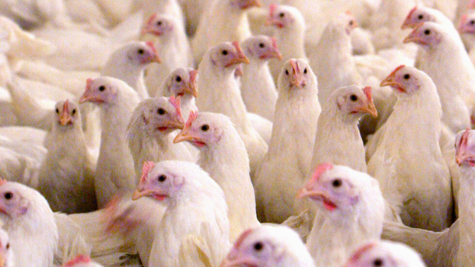 إيران تعدم 1.4 مليون دجاجة لمنع انتشار إنفلونزا الطيور