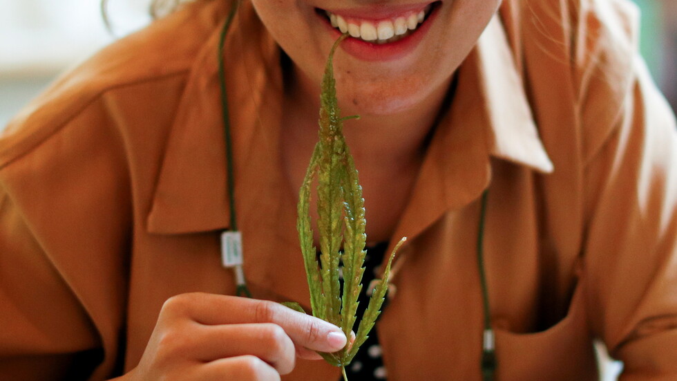 ولاية نيو جيرسي الأمريكية تشرع الماريجوانا