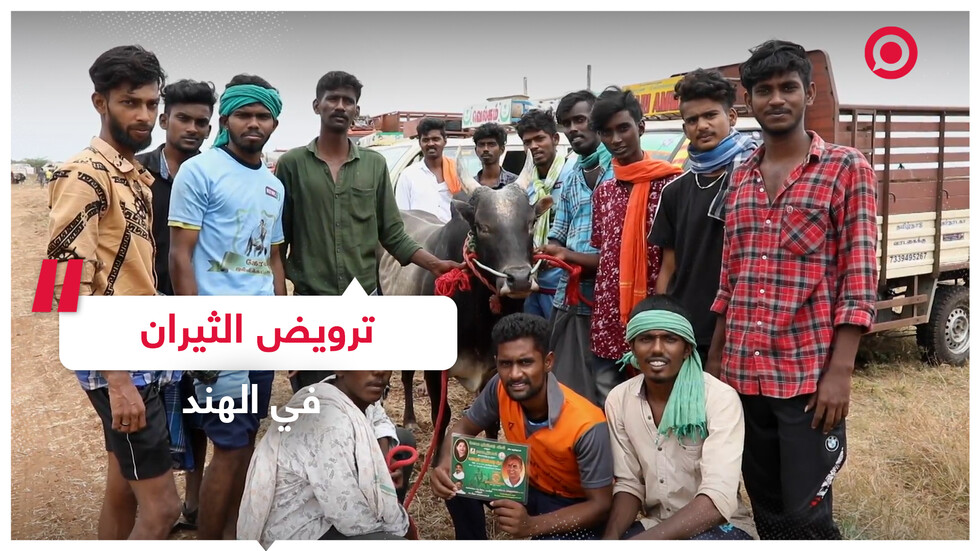 مشاهد مليئة بالإثارة والتشويق لـ "ترويض الثيران" في الهند