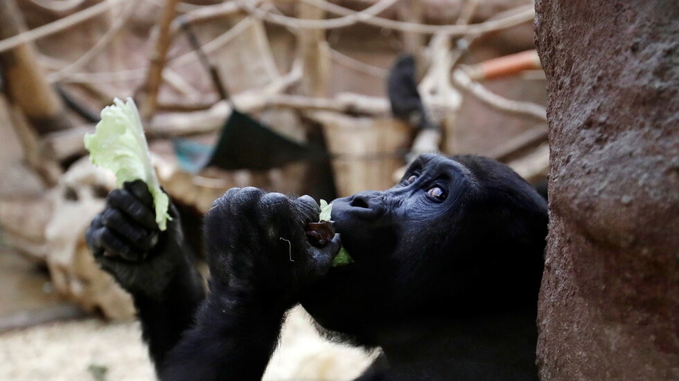 كورونا يصيب أسدين وغوريلا في براغ
