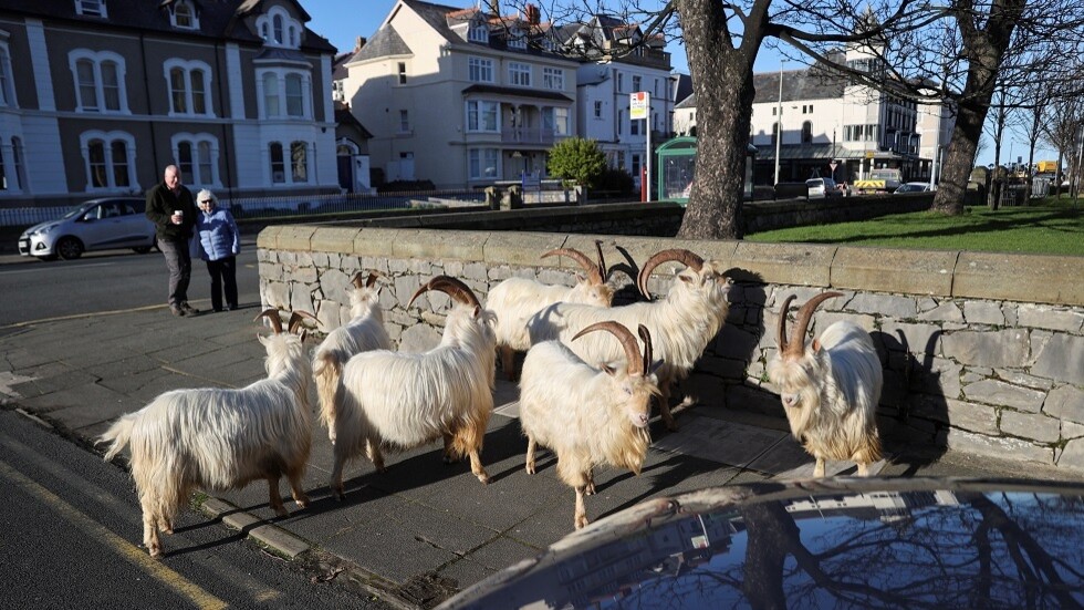 للمرة الثانية.. ماعز بري يحتل بلدة بريطانية (صور + فيديو)