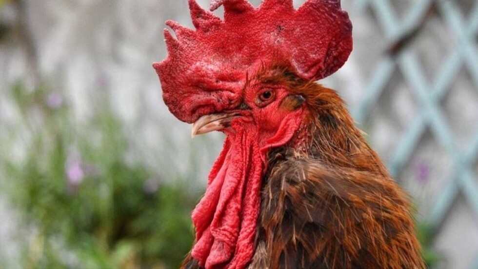 الهند.. الديك "رجا" يمثل أمام القضاء بتهمة قتل صاحبه بنصل حاد طوله 3 بوصات