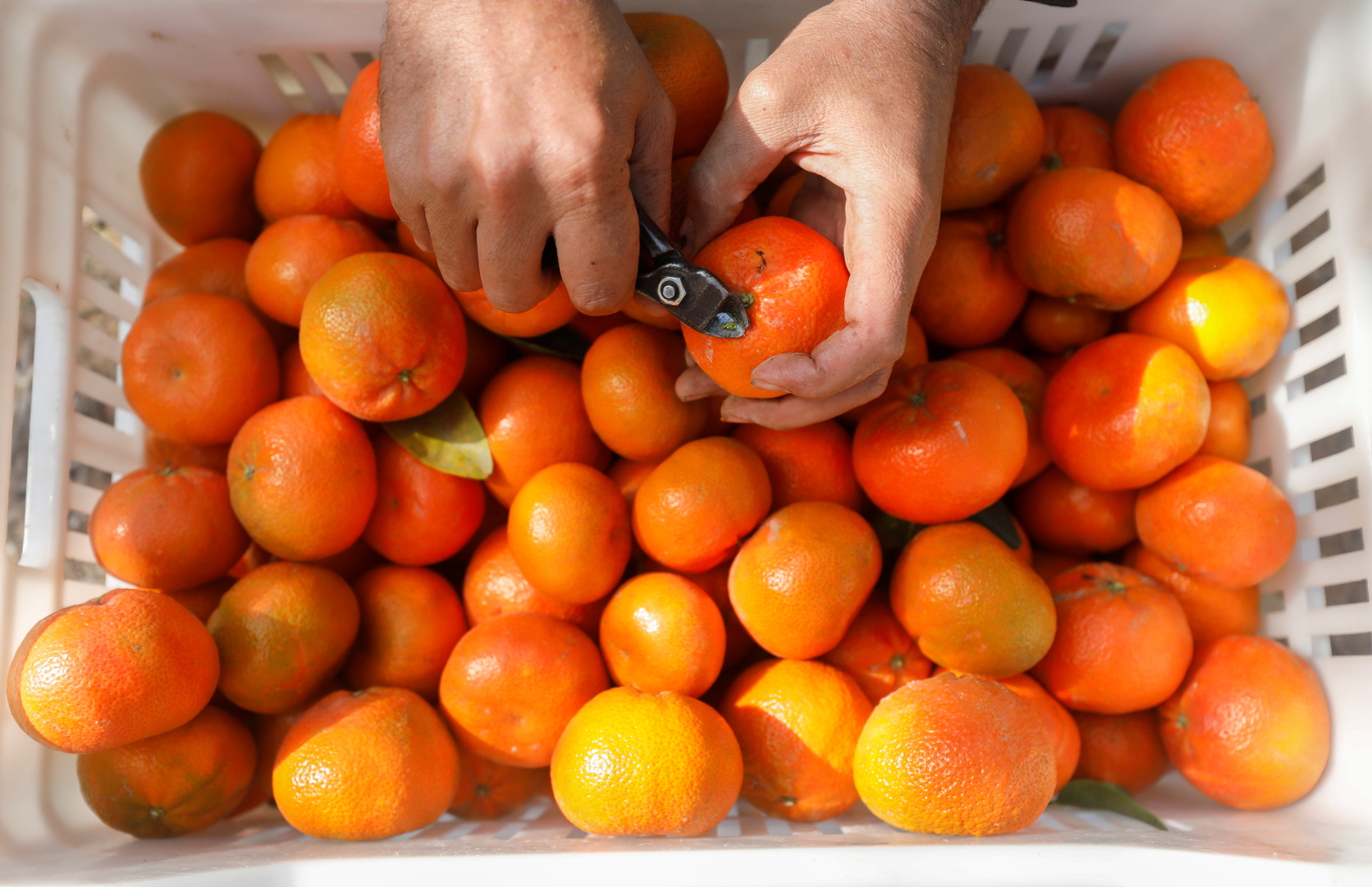 في واقعة مثيرة.. 4 مسافرين يتناولون 30 كيلوغراما من البرتقال قبل انطلاق رحلتهم