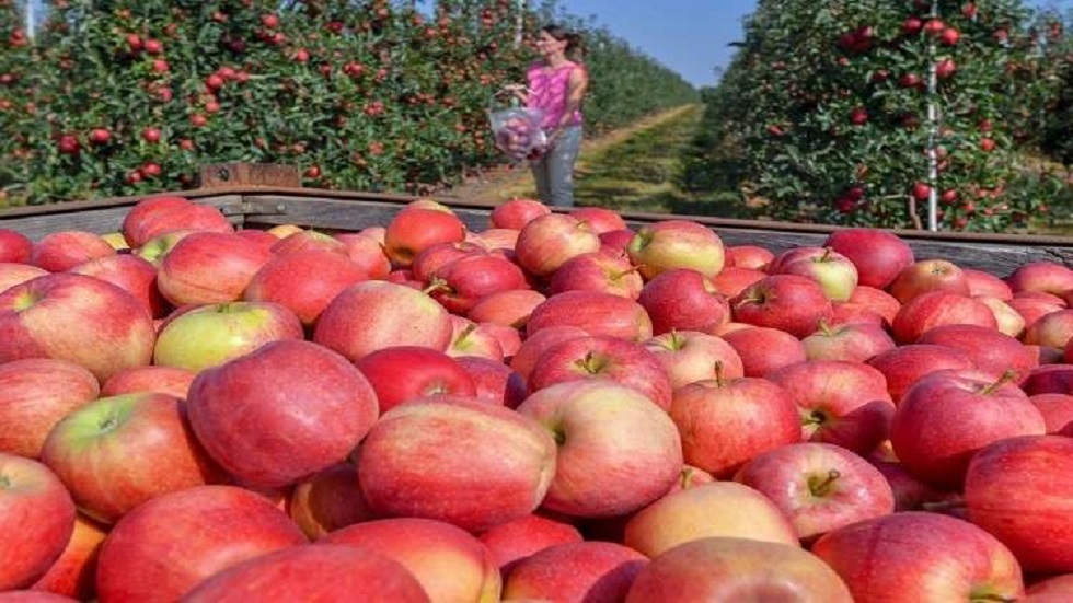 العلماء يثبتون فوائد التفاح للدماغ
