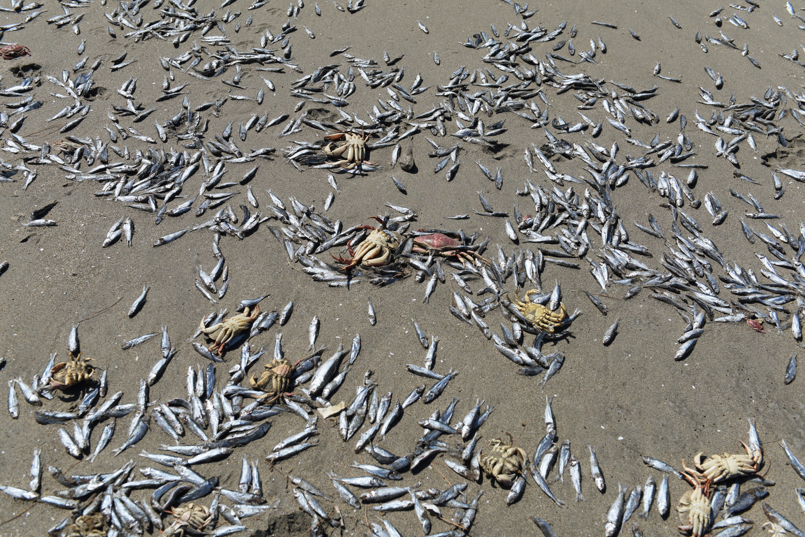 نفوق مئات الأطنان من الأسماك على شواطئ تشيلي (صور)