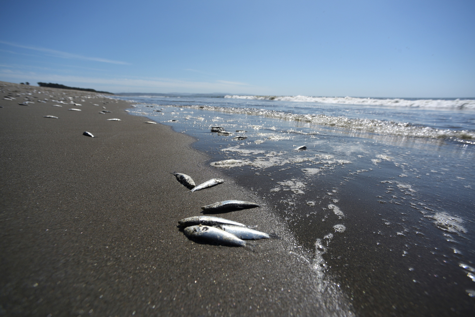 نفوق مئات الأطنان من الأسماك على شواطئ تشيلي (صور)