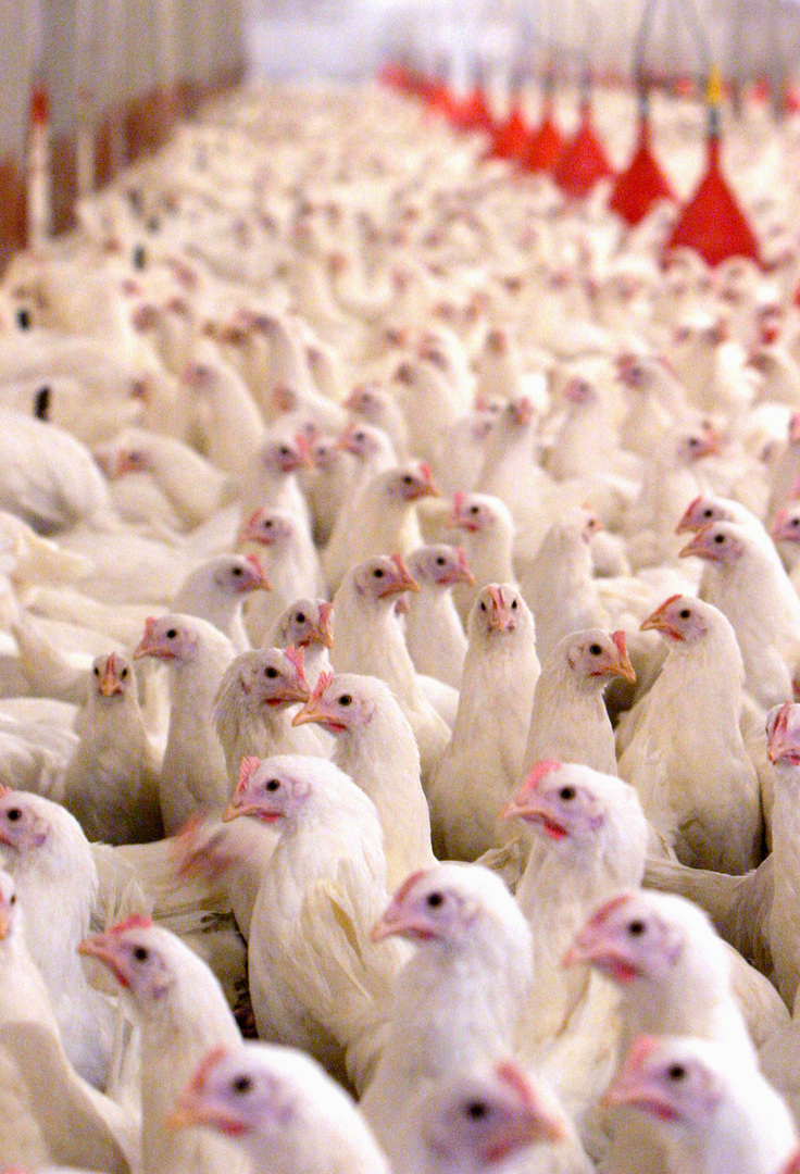 إيران تعدم 1.4 مليون دجاجة لمنع انتشار إنفلونزا الطيور