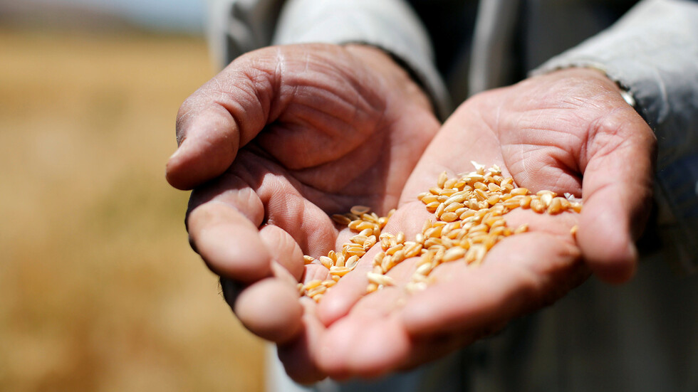 سوريا تطرح مناقصة لشراء أرز مصري أو صيني