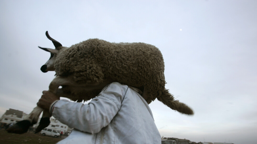 المغرب.. غموض يلف نفوق أكثر من 200 رأس من الماعز بجبال اشتوكة‬
