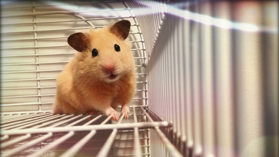 دراسة جديدة تكشف عن عشرات الثدييات المهددة بالإصابة بـ