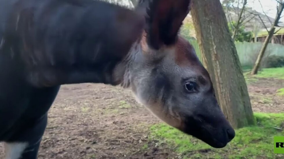 ولادة حيوان نادر في بريطانيا
