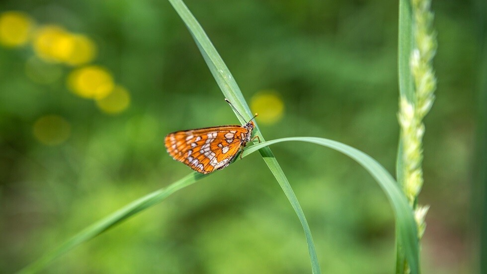 علماء: الفراشات قد تختفي في أوروبا وأمريكا بحلول عام 2050