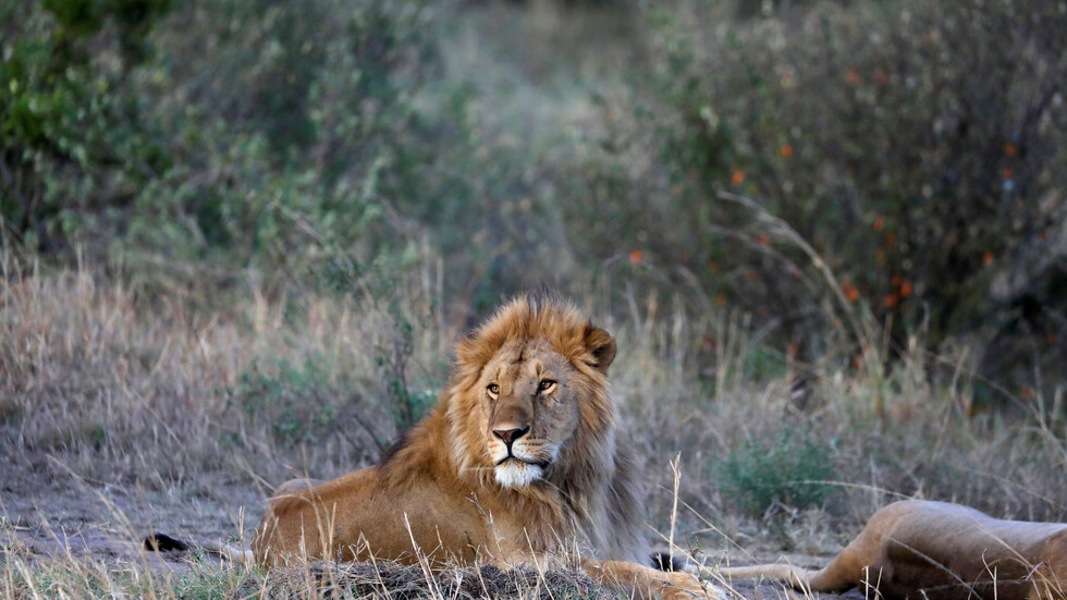 أسدان يقتلان مراقب 