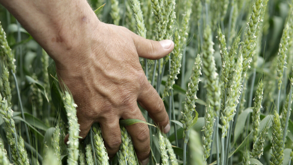 لأول مرة منذ الحقبة السوفيتية.. قطاع الزراعة الروسي يسجل رقما قياسيا