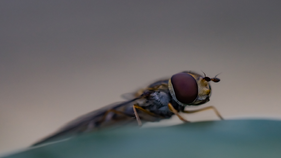 لأول مرة .. فحص محتويات معدة ذبابة عمرها 47 مليون عام!