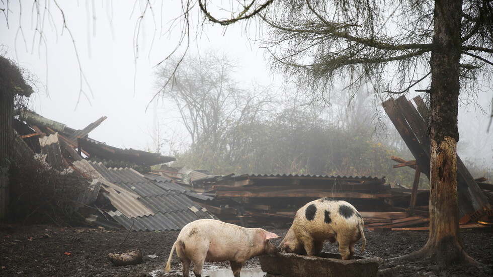 انتشار غير مسبوق للخنازير في مدينة تونسية