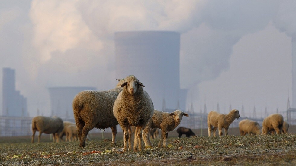 مزرعة ألمانية تقترح حلا بديلا لمن يعانون قيود كورونا