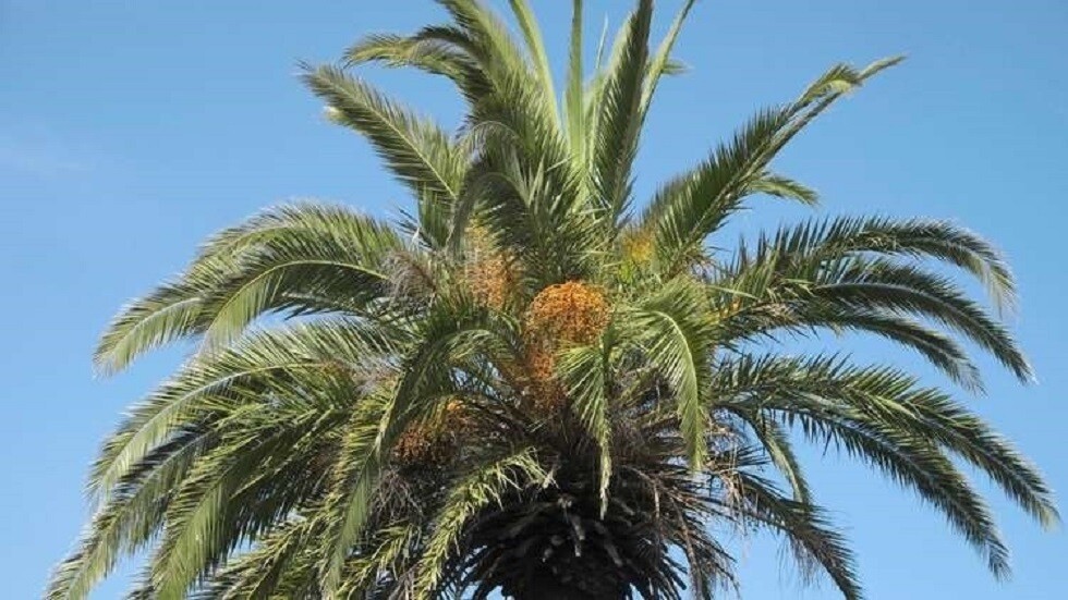 الأمريكيون يفضلون تمور "دقلة نور" الجزائرية (صور)