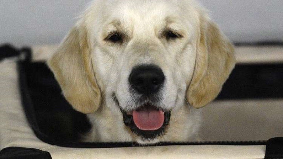 بعد فاجعة الرياض.. وفاة طفل هاجمه كلب ضال في الأفلاج