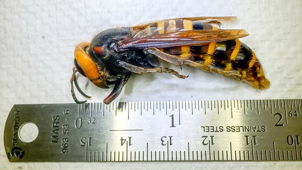 خبراء يحذرون من عودة الدبابير الآسيوية "القاتلة" للظهور في الولايات المتحدة هذا الربيع