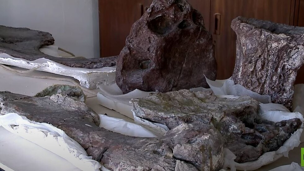 اكتشاف أقدم أحفورة تيتانوصور على الإطلاق في الأرجنتين